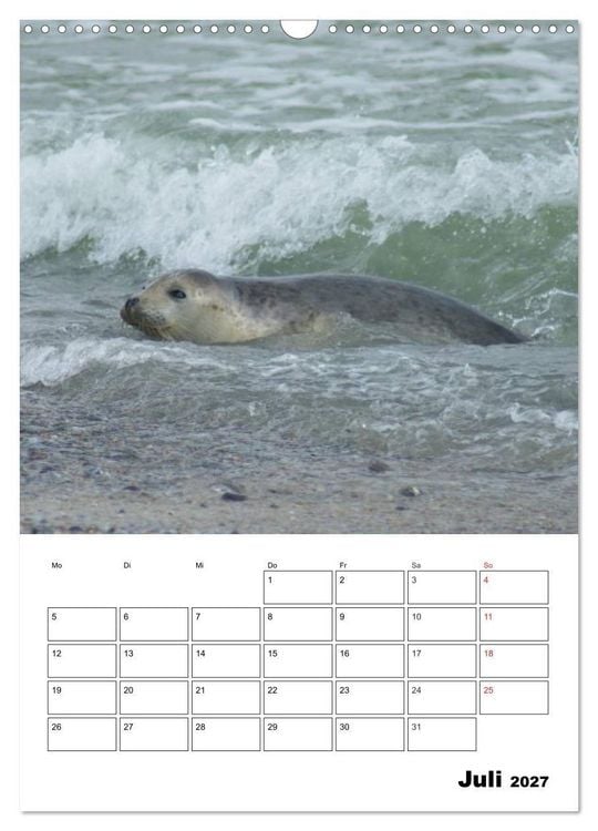 Produktbild: Liebenswerte Robben (Wandkalender 2027 DIN A3 hoch), CALVENDO Monatskalender