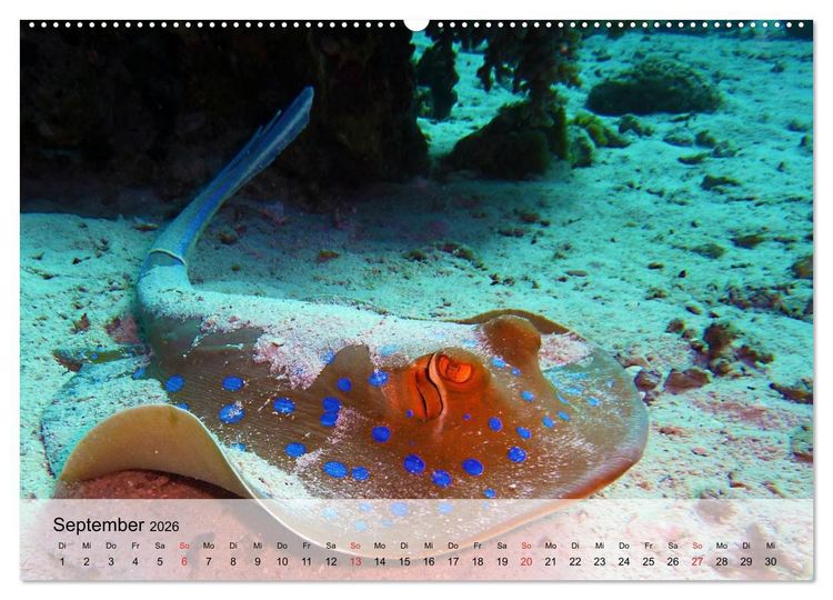 Produktbild: In der Meerestiefe. Fische und Korallen im ewigen Blau (hochwertiger Premium Wandkalender 2026 DIN A2 quer), Kunstdruck in Hochglanz