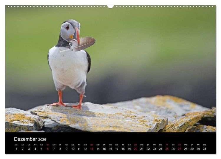Produktbild: Papageientaucher 2026 (Wandkalender 2026 DIN A2 quer), CALVENDO Monatskalender