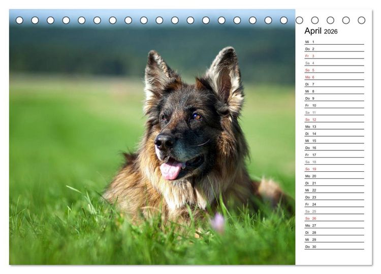 Produktbild: Zauberhafte Langhaar Sch&auml;ferhunde (Tischkalender 2026 DIN A5 quer), CALVENDO Monatskalender