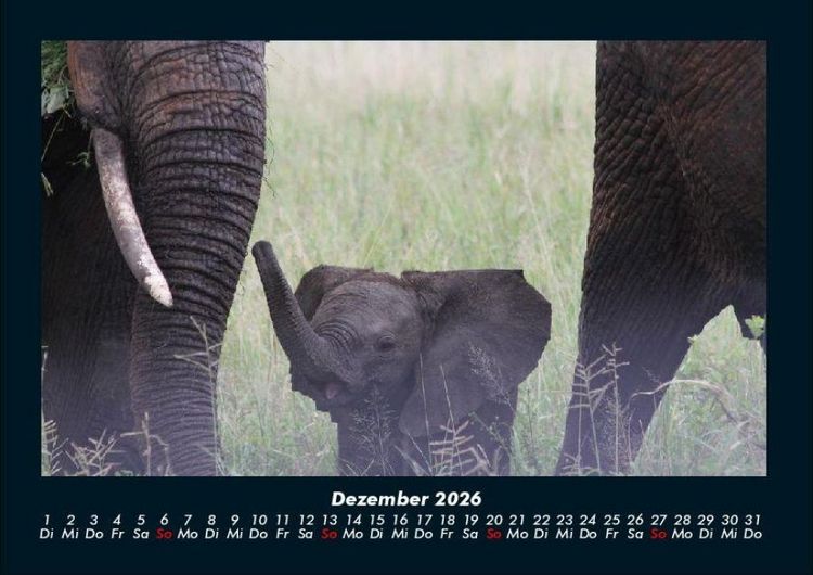 Produktbild: Elefanten - Die sanften Riesen Afrikas 2026 Fotokalender DIN A4