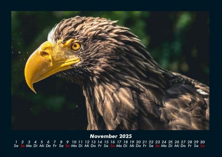 Produktbild: Adler 2025 Fotokalender DIN A4