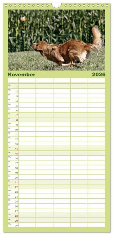 Produktbild: Familienplaner 2026 - Nova Scotia Duck Tolling Retriever mit 5 Spalten (Wandkalender, 21 x 45 cm) CALVENDO