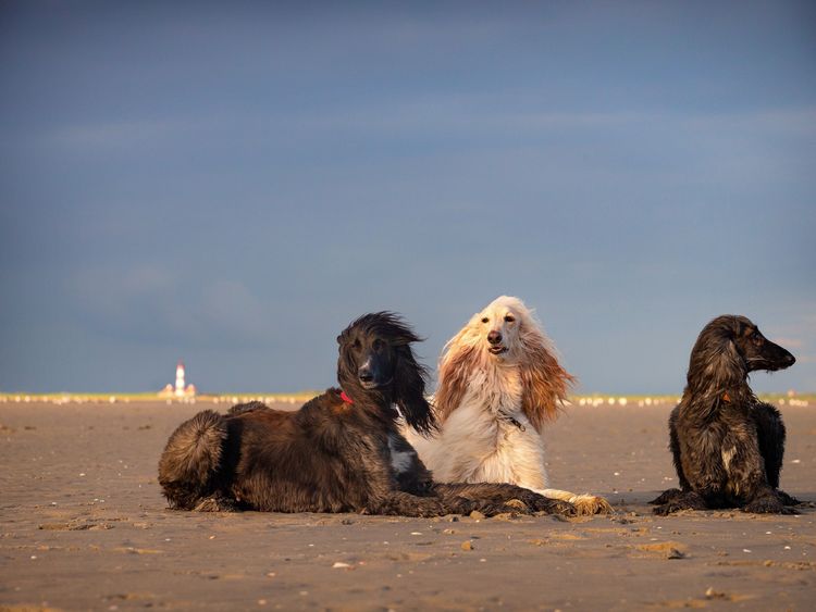 Produktbild: CALVENDO Puzzle Afghanische Windhunde liegen am Strand in Sankt Peter-Ording 1000 Teile Lege-Gr&ouml;&szlig;e 64 x 48 cm Foto-Puzzle Bild von Annett Mirsberger annettmirsberger.de