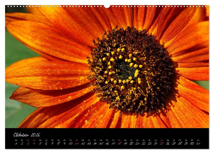 Produktbild: Serenade - Visuelle Musik der Blumen (hochwertiger Premium Wandkalender 2026 DIN A2 quer), Kunstdruck in Hochglanz