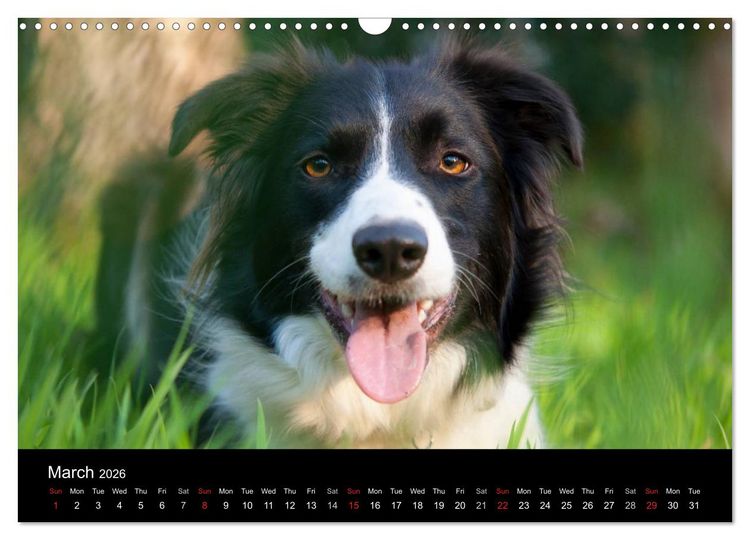 Produktbild: Beauty of a Border Collie (Wall Calendar 2026 DIN A3 landscape), CALVENDO 12 Month Wall Calendar