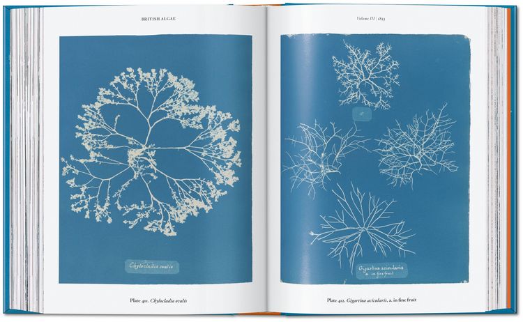 Produktbild: Anna Atkins