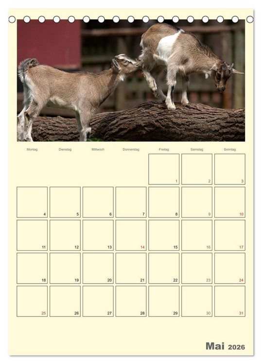 Produktbild: Zwergziegen (Tischkalender 2026 DIN A5 hoch), CALVENDO Monatskalender