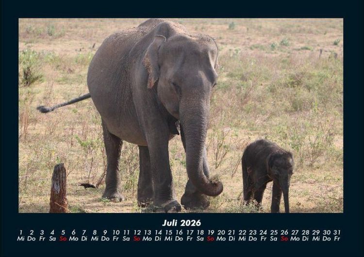 Produktbild: Elefanten Kalender 2026 Fotokalender DIN A4