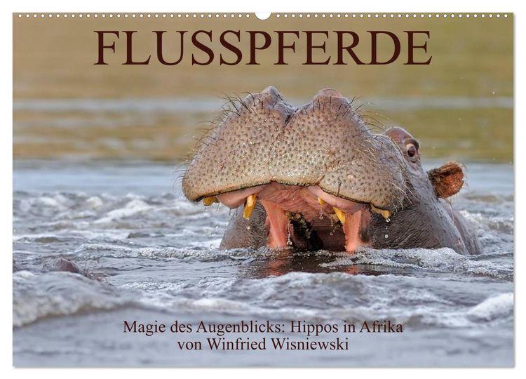 Produktbild: Flusspferde Magie des Augenblicks - Hippos in Afrika (Wandkalender 2026 DIN A2 quer), CALVENDO Monatskalender