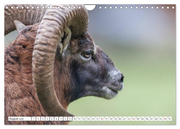Produktbild: Emotionale Momente: Muffelwild. (Wandkalender 2026 DIN A4 quer), CALVENDO Monatskalender