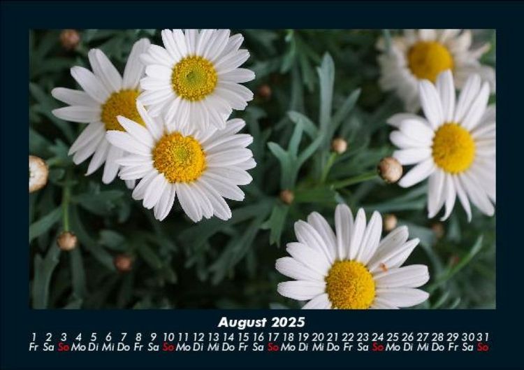 Produktbild: Blumenzauber 2025 Fotokalender DIN A5