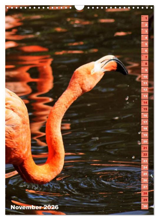 Produktbild: Rosarote Flamingo (Wandkalender 2026 DIN A3 hoch), CALVENDO Monatskalender