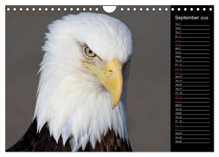 Produktbild: North America's Wildlife (Wall Calendar 2026 DIN A4 landscape), CALVENDO 12 Month Wall Calendar