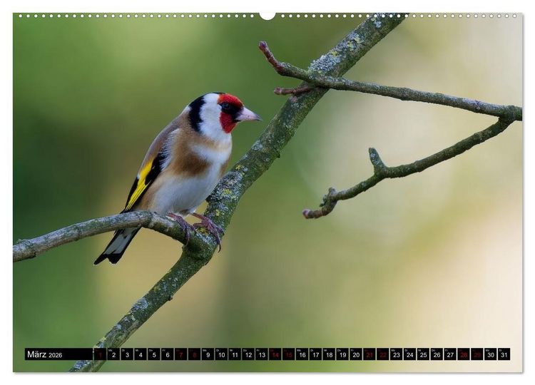 Produktbild: Wildtiere des Paderborner Landes (hochwertiger Premium Wandkalender 2026 DIN A2 quer), Kunstdruck in Hochglanz