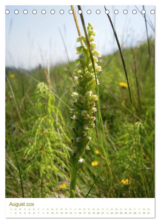 Produktbild: Alpenblumen (Tischkalender 2026 DIN A5 hoch), CALVENDO Monatskalender