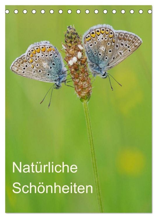 Produktbild: Insekten,Sch&ouml;nheiten der Natur (Tischkalender 2026 DIN A5 hoch), CALVENDO Monatskalender