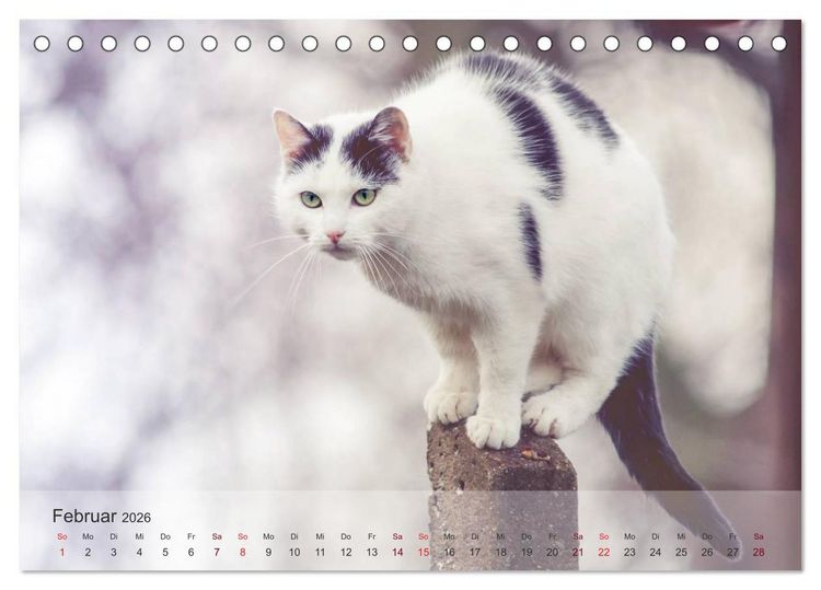Produktbild: Katzen 2026 Bezaubernde Samtpfoten (Tischkalender 2026 DIN A5 quer), CALVENDO Monatskalender