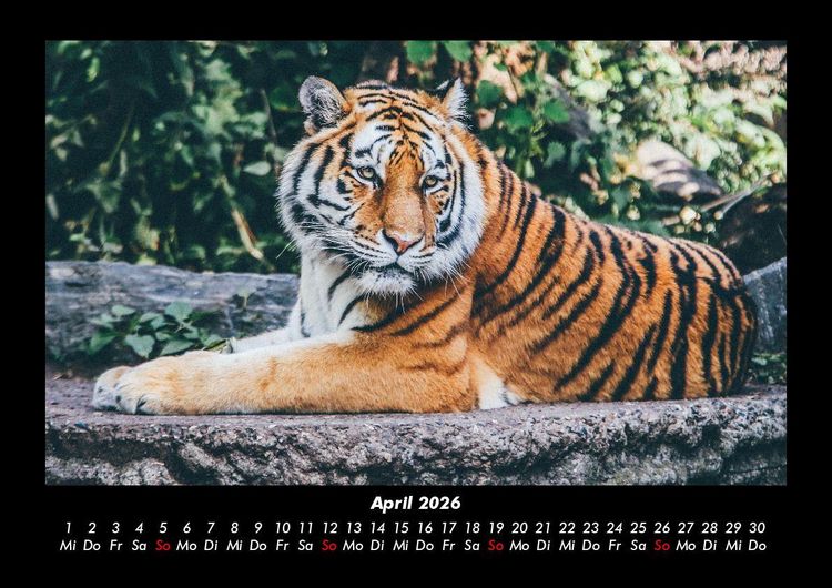 Produktbild: Tiger 2026 Fotokalender DIN A3