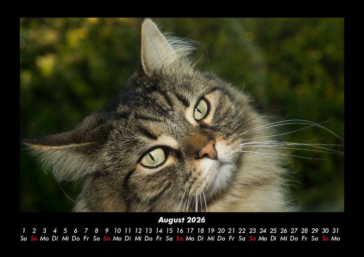 Produktbild: F&uuml;r Katzenfreunde 2026 Fotokalender DIN A3