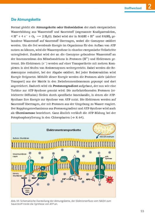 Produktbild: Klett Sicher im Abi Biologie