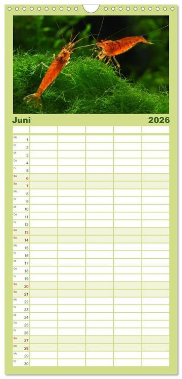 Produktbild: Familienplaner 2026 - Dwarf Shrimps mit 5 Spalten (Wandkalender, 21 x 45 cm) CALVENDO