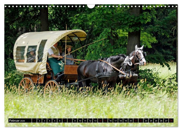 Produktbild: Schwere Warmbl&uuml;ter 2026 (Wandkalender 2026 DIN A3 quer), CALVENDO Monatskalender