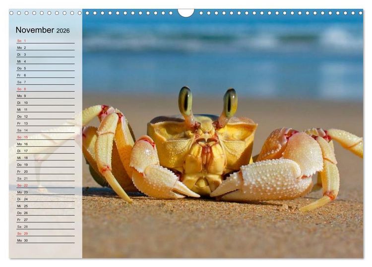 Produktbild: Krabben. Witzige Monster (Wandkalender 2026 DIN A3 quer), CALVENDO Monatskalender