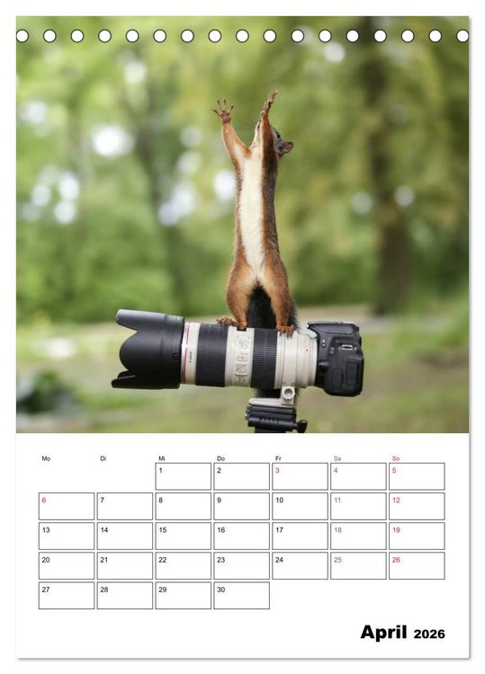 Produktbild: Die kleine Welt der Eichh&ouml;rnchen in Regensburg (Tischkalender 2026 DIN A5 hoch), CALVENDO Monatskalender