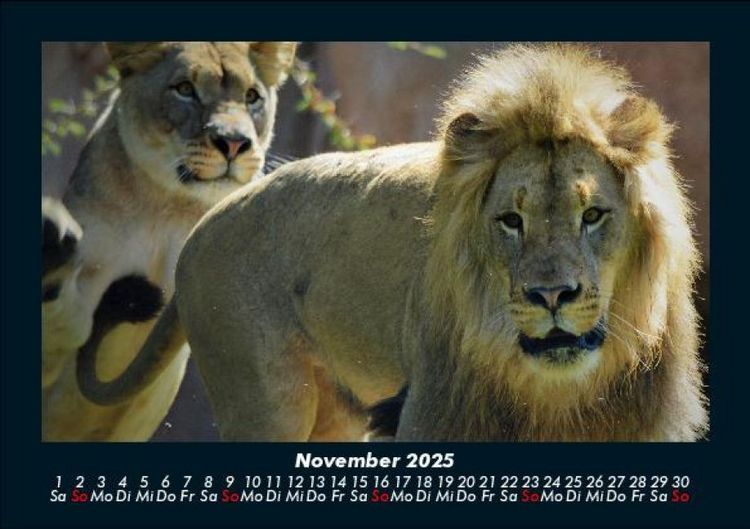 Produktbild: Tiere in der Wildnis 2025 Fotokalender DIN A5