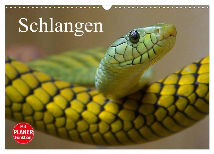 Produktbild: Schlangen (Wandkalender 2026 DIN A3 quer), CALVENDO Monatskalender