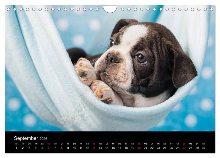 Produktbild: Colored Boston Terrier 2026 (Wandkalender 2026 DIN A4 quer), CALVENDO Monatskalender