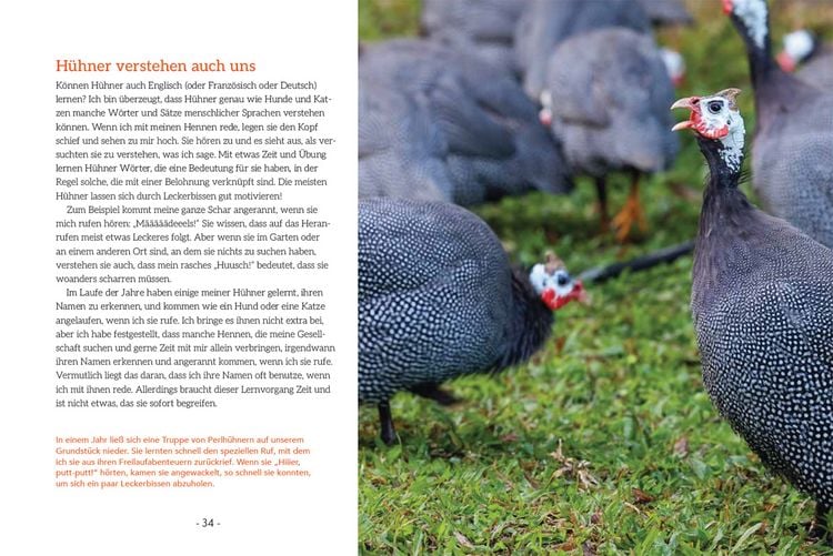 Produktbild: How to Read a Chicken's Mind