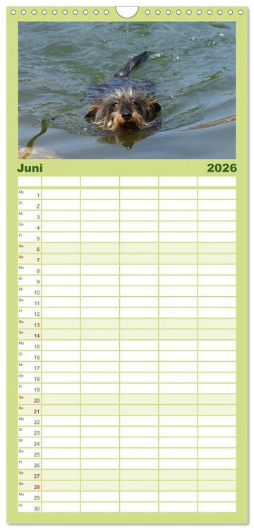Produktbild: Familienplaner 2026 - Der Zwergrauhaardackel - Eigensinnig und Liebenswert mit 5 Spalten (Wandkalender, 21 x 45 cm) CALVENDO