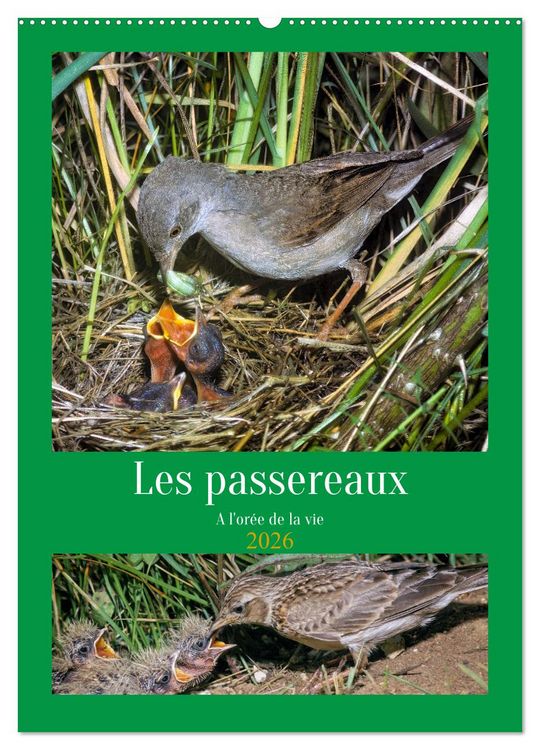 Produktbild: Les passereaux &agrave; l'or&eacute;e de la vie (Calendrier mural 2026 DIN A2 horizontal), CALVENDO calendrier mensuel