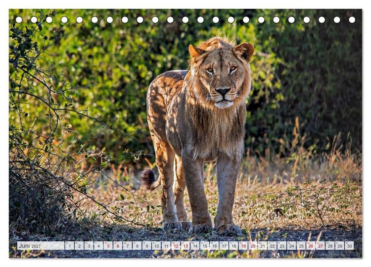 Produktbild: Afrikas Tierwelt - L&ouml;wen (Tischkalender 2027 DIN A5 quer), CALVENDO Monatskalender