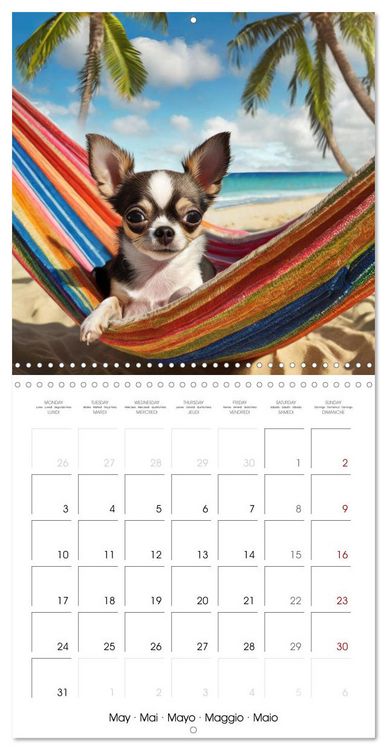 Produktbild: Chilling Chihuahuas (Wall Calendar 2027 12 &times; 12 Inch) CALVENDO 12 Month Wall Calendar