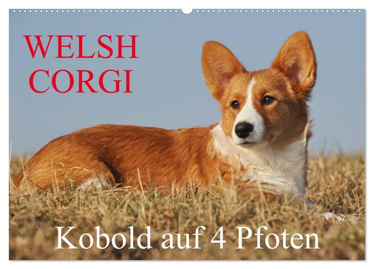 Produktbild: Welsh Corgi - Kobold auf 4 Pfoten (Wandkalender 2026 DIN A2 quer), CALVENDO Monatskalender