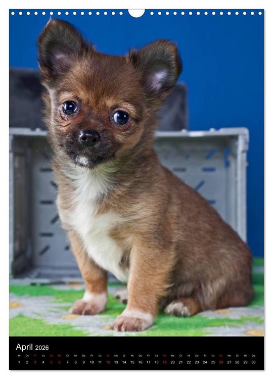 Produktbild: Chihuahua Welpen (Wandkalender 2026 DIN A3 hoch), CALVENDO Monatskalender