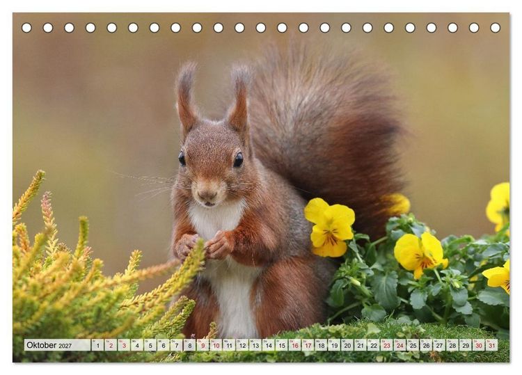 Produktbild: Eichh&ouml;rnchen - Kleine Fotomodelle mit gro&szlig;em Charme (Tischkalender 2027 DIN A5 quer), CALVENDO Monatskalender