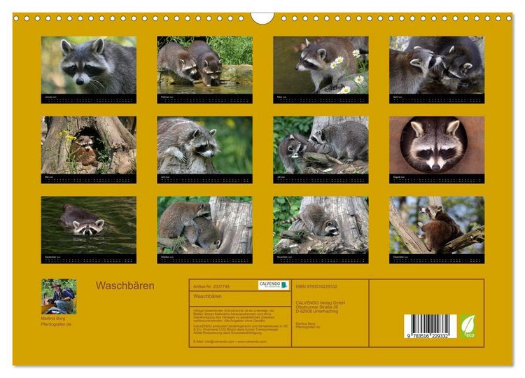 Produktbild: Waschb&auml;ren (Wandkalender 2026 DIN A3 quer), CALVENDO Monatskalender