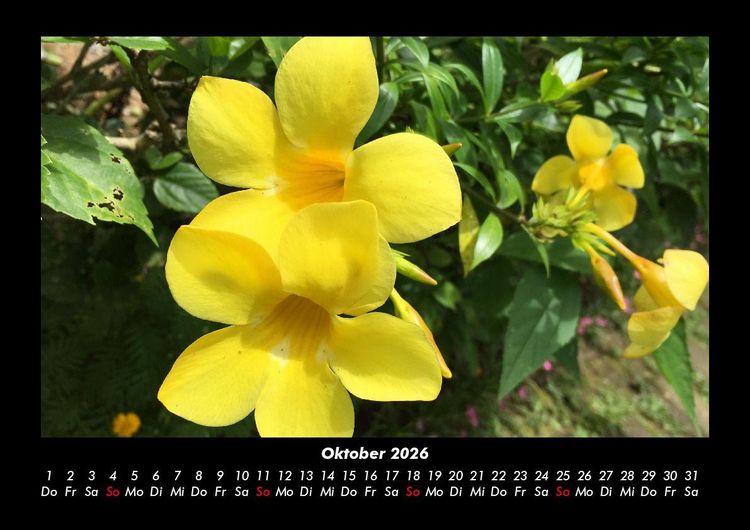 Produktbild: Blumenkalender 2026 Fotokalender DIN A3