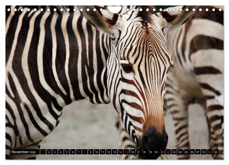 Produktbild: Zebras - Ungez&auml;hmte Kraft (Wandkalender 2026 DIN A4 quer), CALVENDO Monatskalender