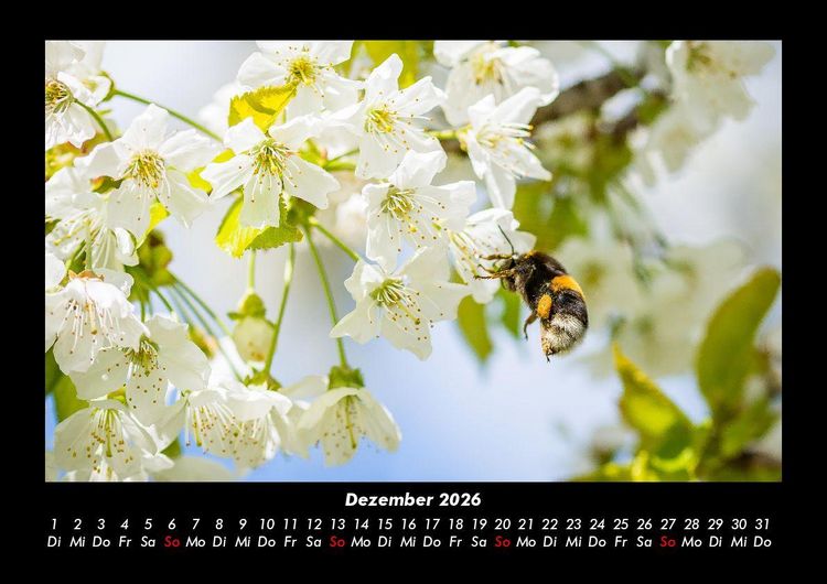 Produktbild: Blumentr&auml;ume 2026 Fotokalender DIN A3