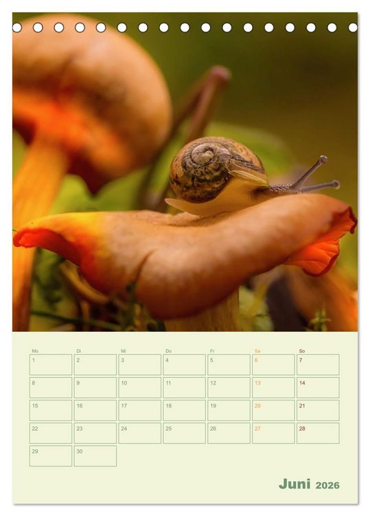 Produktbild: Waldmomente (Tischkalender 2026 DIN A5 hoch), CALVENDO Monatskalender