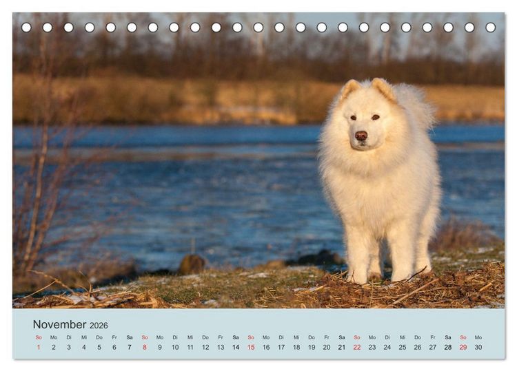 Produktbild: Samojeden - Liebenswerte Fellkugeln (Tischkalender 2026 DIN A5 quer), CALVENDO Monatskalender