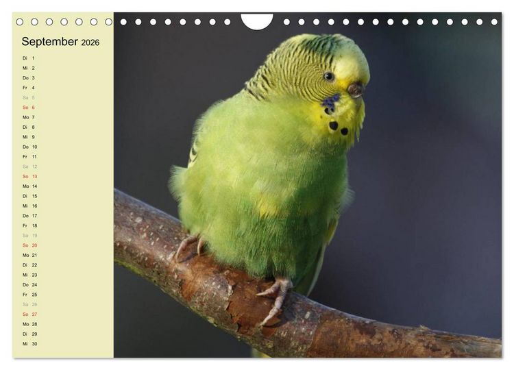 Produktbild: Terminplaner Wellensittiche (Wandkalender 2026 DIN A4 quer), CALVENDO Monatskalender