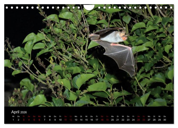 Produktbild: Flederm&auml;use - J&auml;ger der Nacht (Wandkalender 2026 DIN A4 quer), CALVENDO Monatskalender
