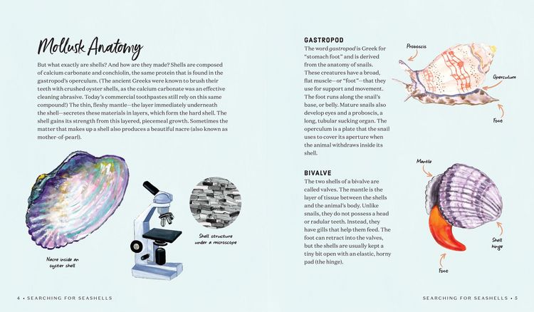Produktbild: Searching for Seashells