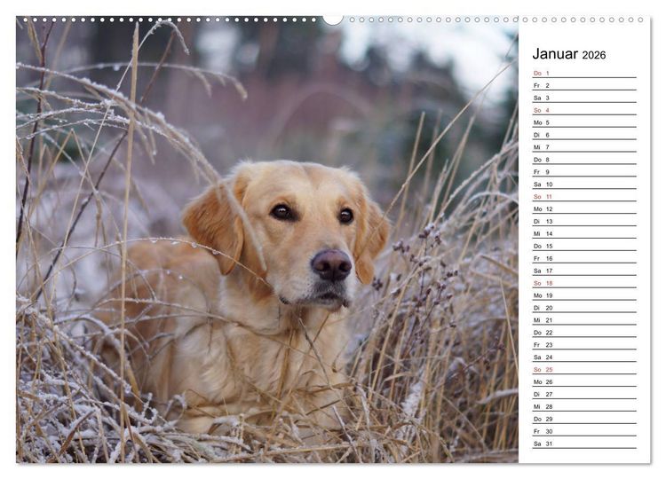 Produktbild: Goldig durch das Jahr! (hochwertiger Premium Wandkalender 2026 DIN A2 quer), Kunstdruck in Hochglanz